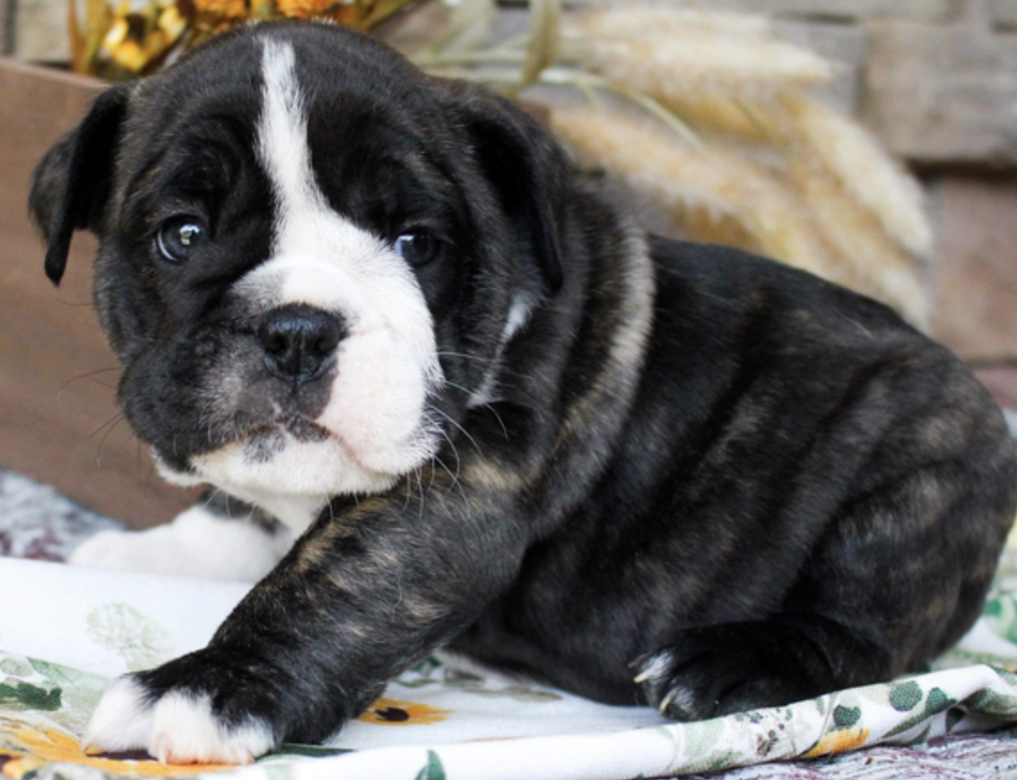 comprar cachorros sanos, baratos y asequibles para la venta